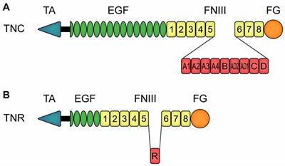 Tenascins in Retinal and Optic Nerve Neurodegeneration